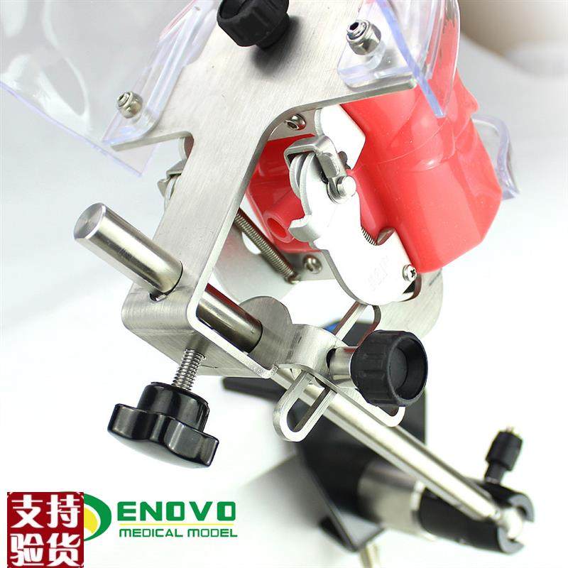 ENOVO颐诺口腔仿生头模系统牙医齿科教学系统备U牙齿模型教学仿头,文具电教/文化用品/商务用品,教学标本/模型,淘宝优惠券,粉丝福利购,淘宝优惠卷