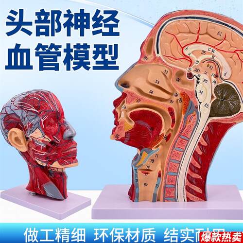 医学头部正B中矢状切面附血管神经模型面部模型头部解剖模型