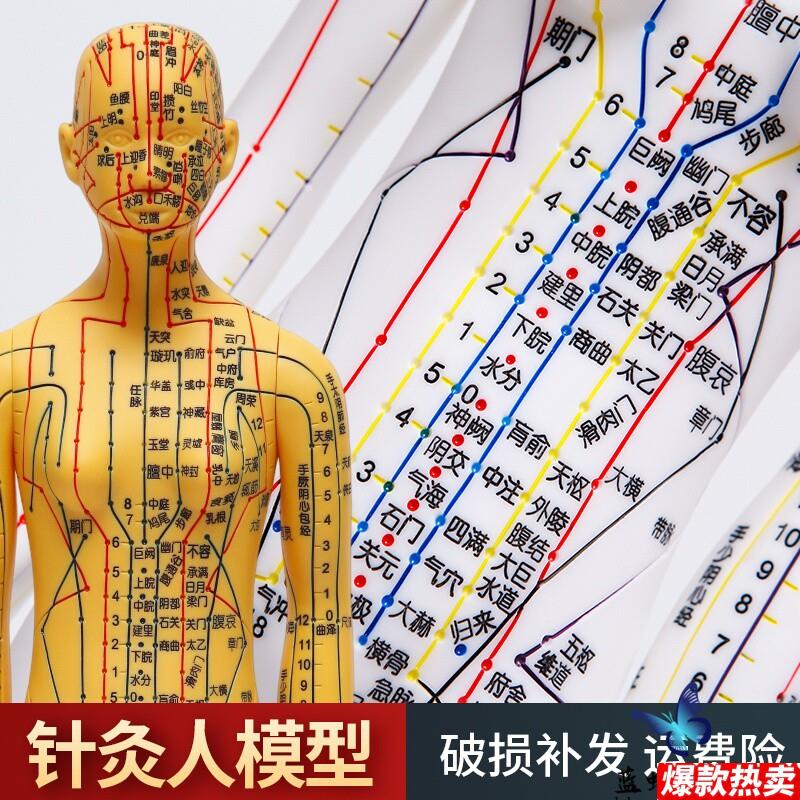超清晰中医针b灸穴位人体模型经络图人体穴位模型人小全身男女教