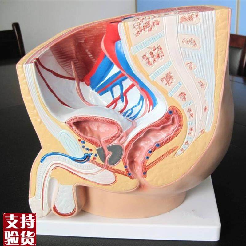 男性盆腔正中矢状解剖模型(1件)人F体生殖器教学示教练习训练标本,文具电教/文化用品/商务用品,模拟人,淘宝优惠券,粉丝福利购,淘宝优惠卷