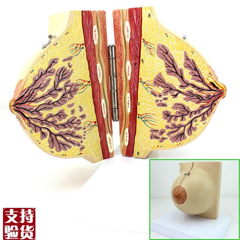 ENOVO颐e诺医学女性静止期乳房模型乳腺解剖青春期生理培训上海解,文具电教/文化用品/商务用品,教学标本/模型,淘宝优惠券,粉丝福利购,淘宝优惠卷