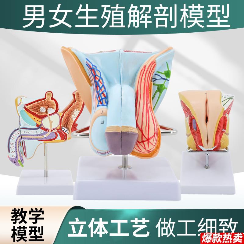 男性生殖器解剖女性内C外生殖器层次解剖模型女性阴道子宫解剖