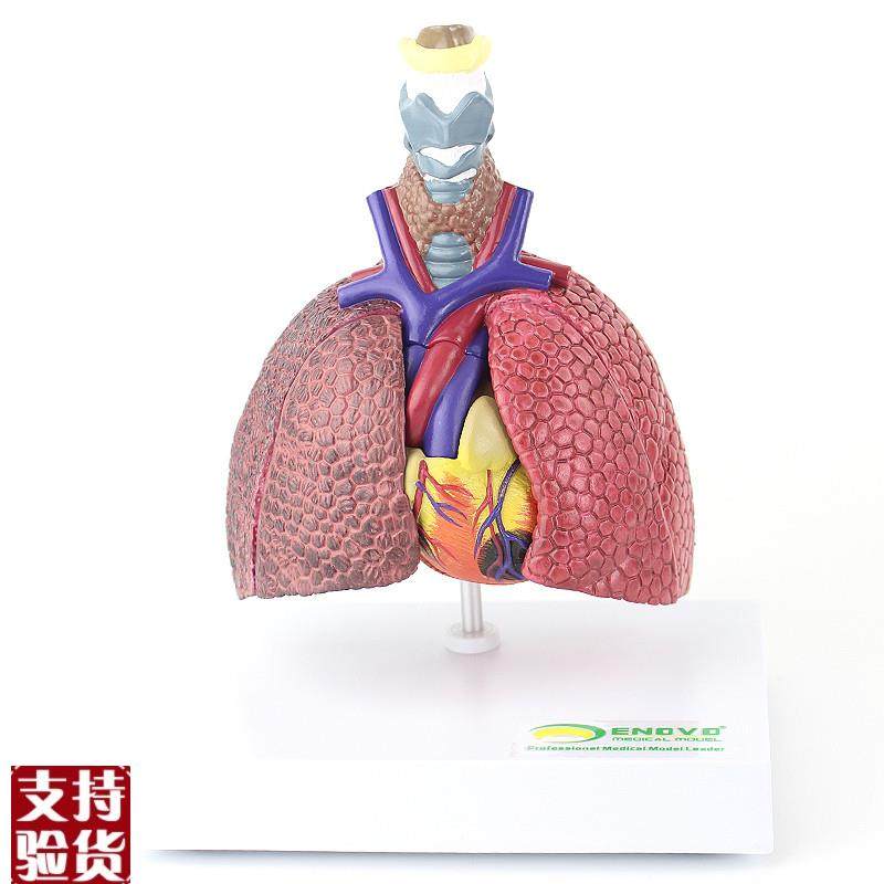 ENOVO颐诺人体心肺疾病演示模型正常肺吸烟肺支气管.炎心脏病理,文具电教/文化用品/商务用品,教学标本/模型,淘宝优惠券,粉丝福利购,淘宝优惠卷