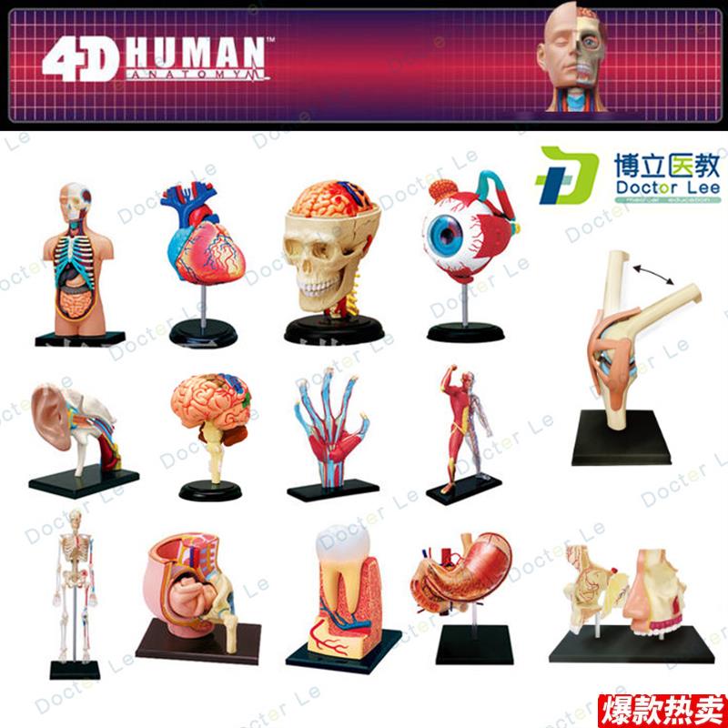 4DMASTER拼装人体模型内脏脑颅骨肌肉手骨架眼耳牙胃Z心脏妊娠膝