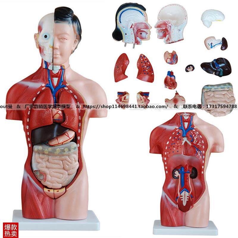 42CM女性躯干模型15件内脏H人体解剖模拟人标本假人,文具电教/文化用品/商务用品,模拟人,淘宝优惠券,粉丝福利购,淘宝优惠卷