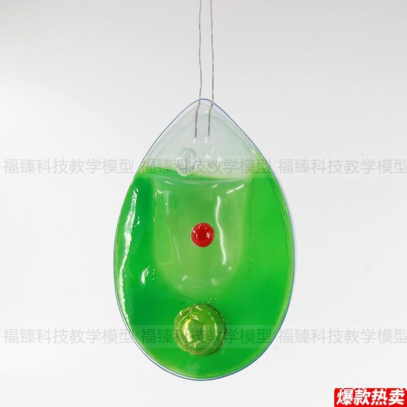 衣藻模型单细胞生物生物课教学f装备藻类植真核微生物中学教