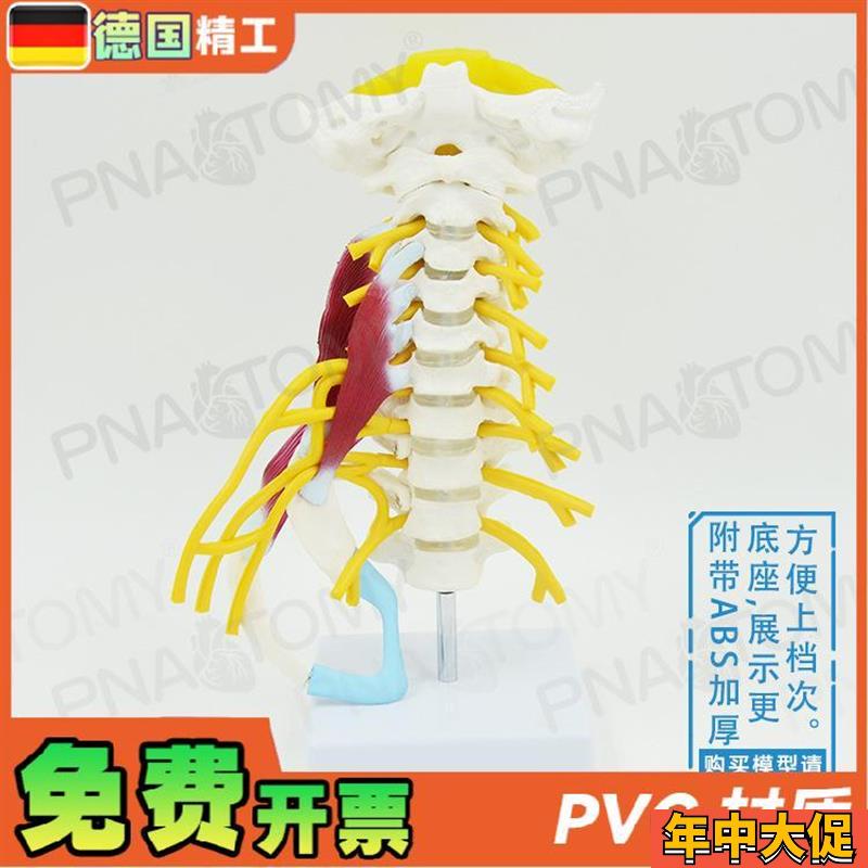 德国】人体颈椎肌肉神经骨骼解剖模型动I脉枕骨椎间盘医学骨科疼