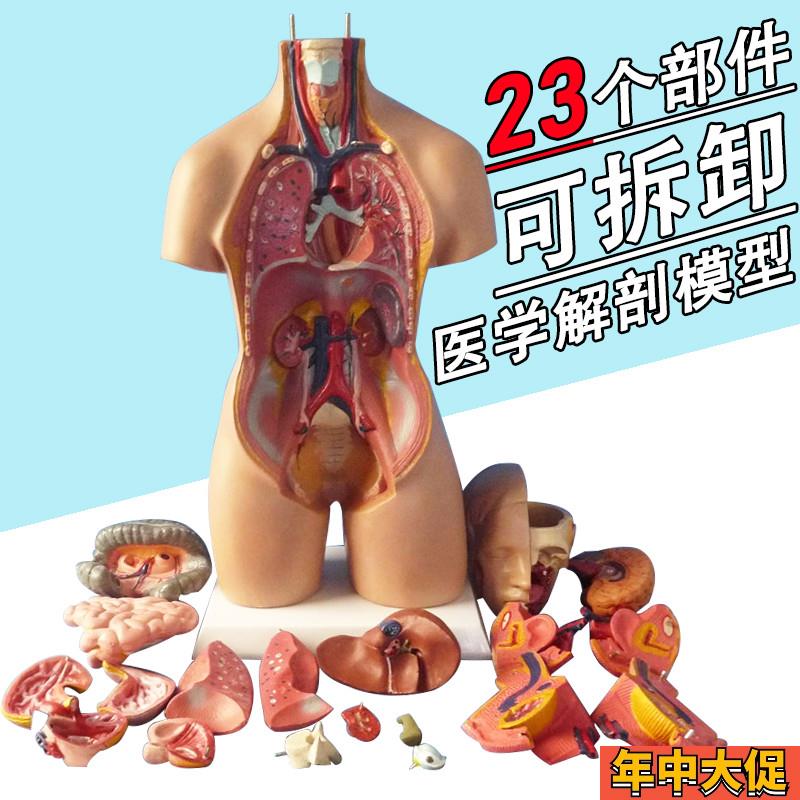 博科 人体解剖模型器q官可拆卸医院用教学模型躯干系统结构图解剖