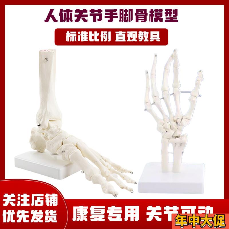 人体手脚骨模型医用动态关节骨骼可活动教具O功能展示康复教学用