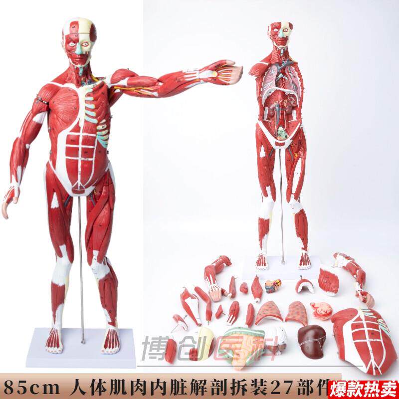 人体肌肉模型可拆卸人模型全身肌肉解剖骨骼z艺用肌肉起止点医用