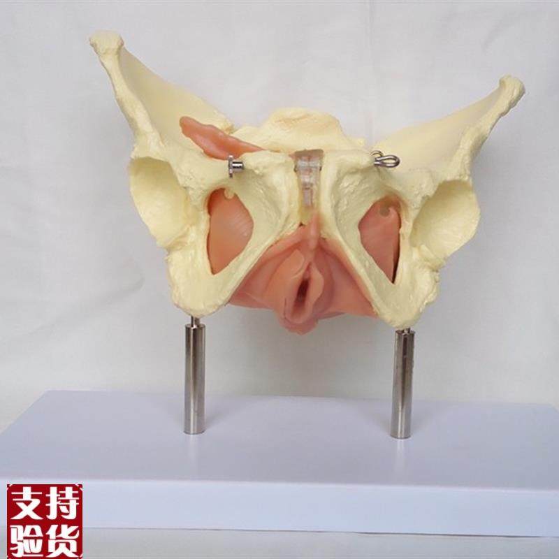 女盆腔盆内脏器与筋膜t模型盆骨子宫模型计生医用教学讲解,玩具/童车/益智/积木/模型,其他模型玩具,淘宝优惠券,粉丝福利购,淘宝优惠卷