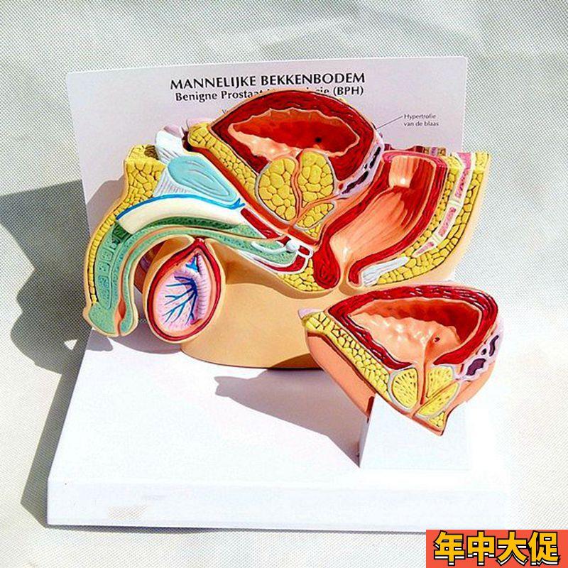 男性盆腔膀胱前列腺健康与病变泌尿生殖系统睾丸肛U管男科医患教