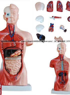 人体躯干模型26CMo人体脏器模型内脏器官分布模型人体解剖模型
