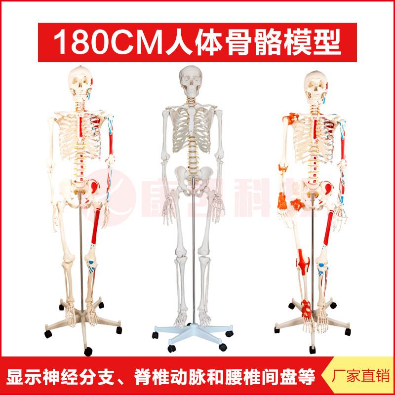 170cm人体大骨骼模型骷髅人骨架可拆卸医教b学用教具肌肉韧带模型