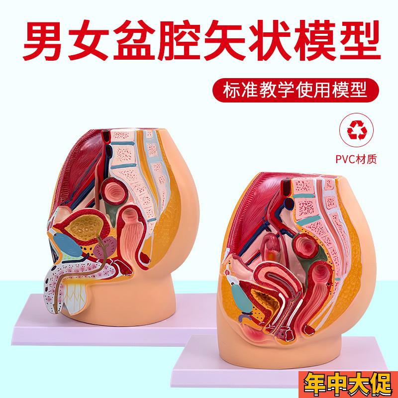 教学仿真女盆腔模型女性泌尿生殖系E统标本正中矢状切人体解剖医