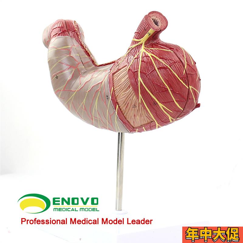 ENOVOc颐诺人体胃解剖模型 人体消化解剖系统医学器官消化内科模