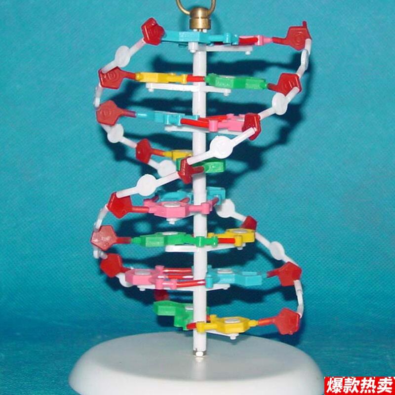 DNA分子模型细胞g模型医用教学模型