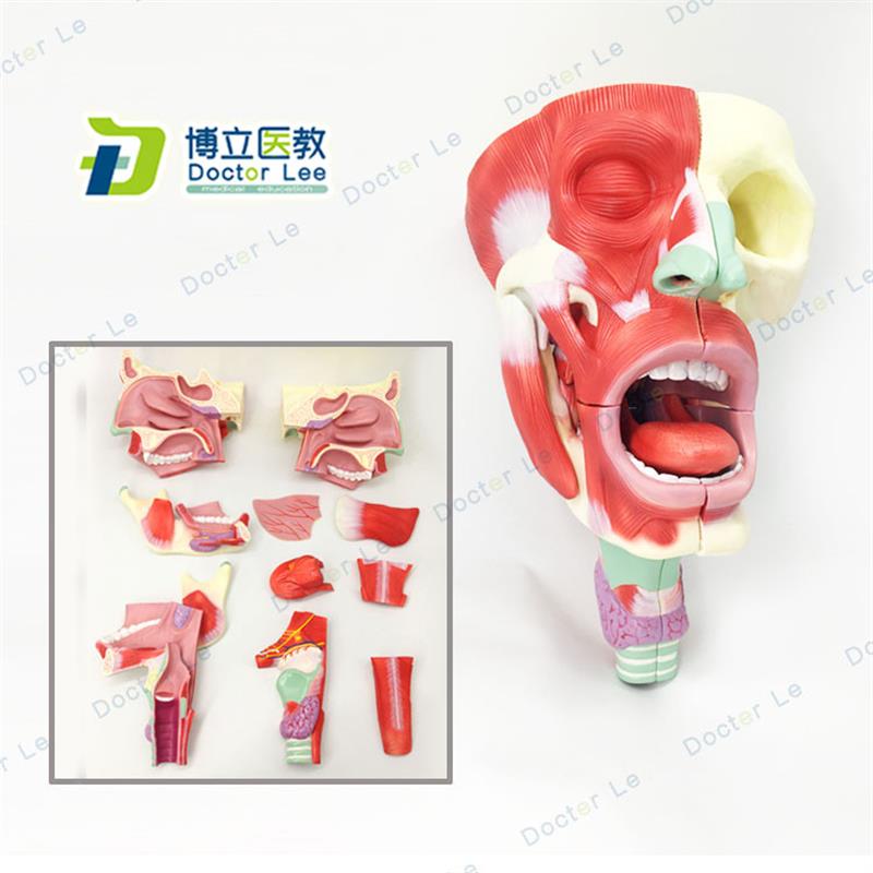 医用鼻口咽喉腔模型头面部肌q肉解剖模型鼻腔口腔模型咽喉