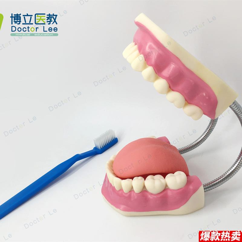 6倍放大口腔保健i护理模型标准牙模教具儿童刷牙玩具牙齿牙科演示