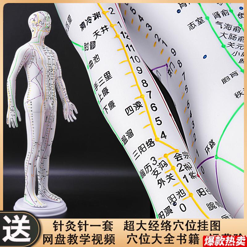政河人体经络穴位模型人针灸穴位十二经N络图扎针小皮人教学铜人