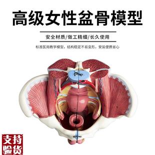 女性骨盆附d盆底肌和神经血管模型可拆卸解剖骨盆生殖解剖模型