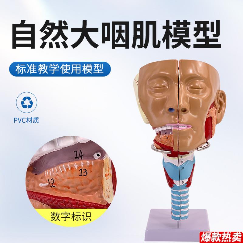 咽模型喉解剖v模型人体咽喉模型口鼻子鼻腔模型舌肌咽肌解剖模型