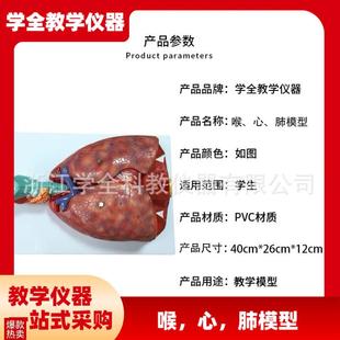 自然人体喉心肺模型人体呼x吸系统模型喉咙心脏肺部解剖模型