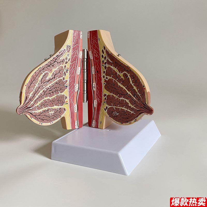 乳房模型哺乳期静止期乳腺乳晕妇产Y科家政月嫂培训月子产康技校