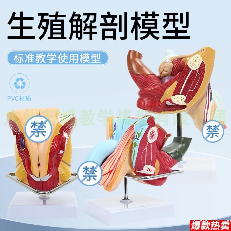 女性生殖结构i模型4部件女性内外生殖系统模型子宫解剖计生模型