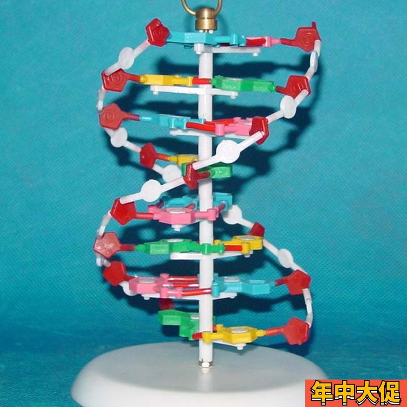 DNA分子模型生物H教学医用讲解展示