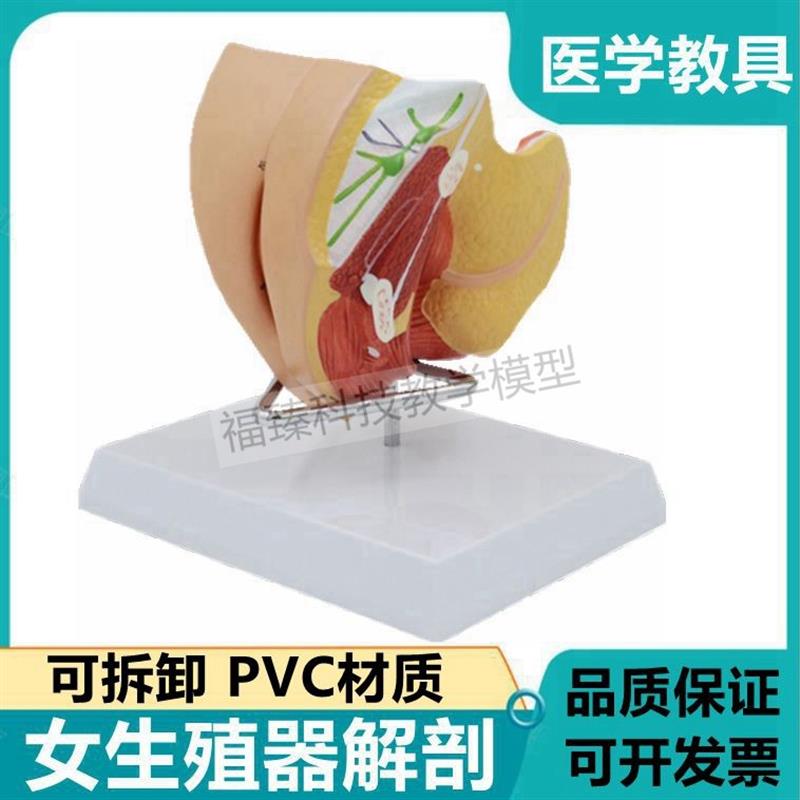 女生殖器解剖模型可拆卸子宫盆底肌妇科医患M沟通男泌尿生殖前列