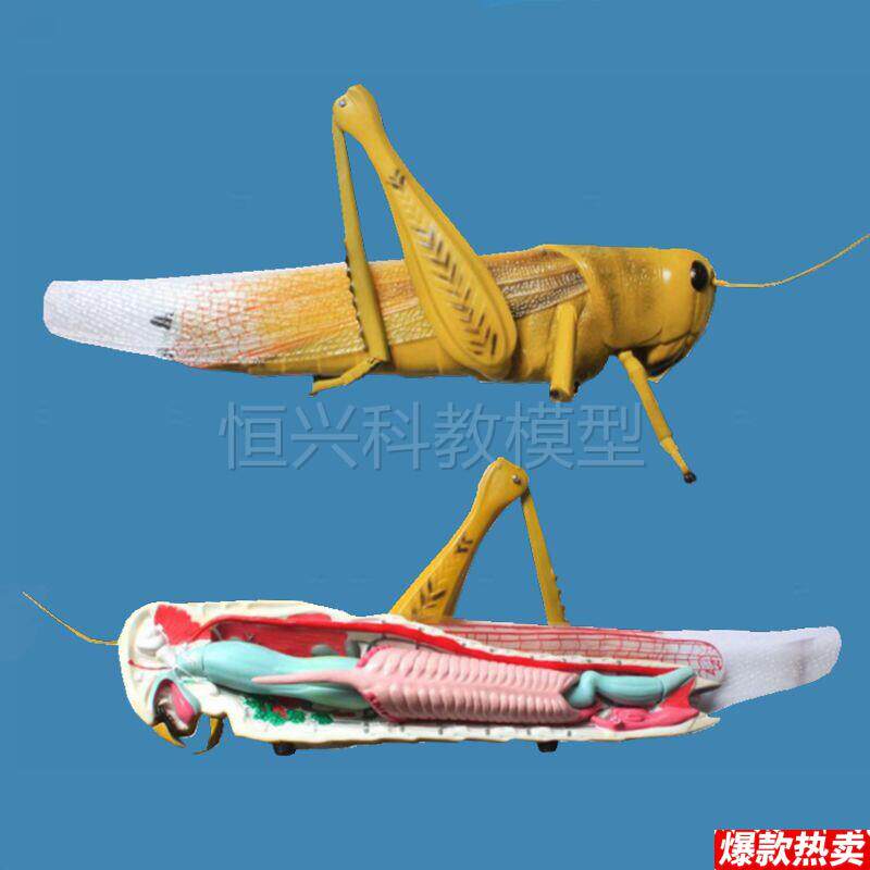 蝗虫模型蚂蚱草蜢节肢动物昆虫中等学v校高中教学装备实验生物仪