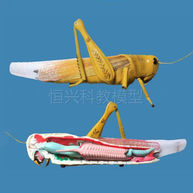 蝗虫模型蚂蚱草蜢节肢动物昆虫中等学校高K中教学装备实验生物仪