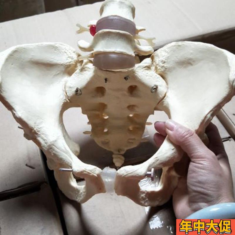 自然大女性盆骨带两n节腰椎真人比例女性尾椎骨模型,医学教具