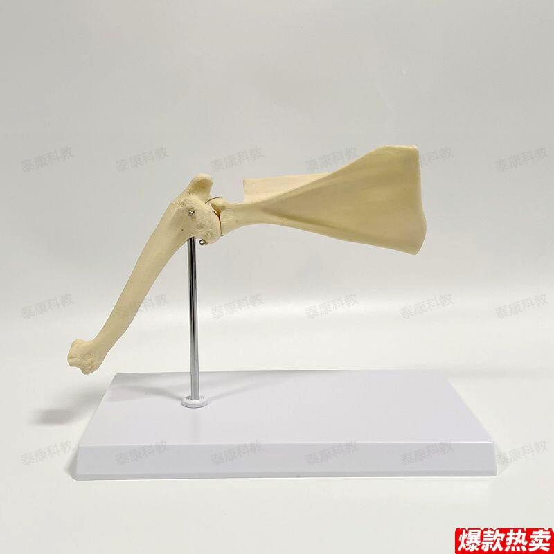 泰康犬肩关节模型狗前肢肩胛骨m肱骨肘关节兽医手术练习仿真骨