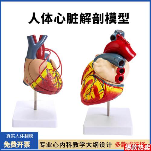 正品1:1人体E心脏解剖模型B超彩超心脏模型医学自然大心脏教学