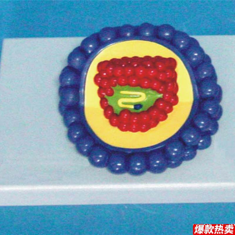 冠状病毒模型毒结构模型生物教学医x用讲解展示