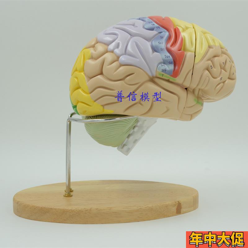 普信 科学馆使用 医用 头脑拼装 2倍大人脑模型 大脑X解剖 脑模型
