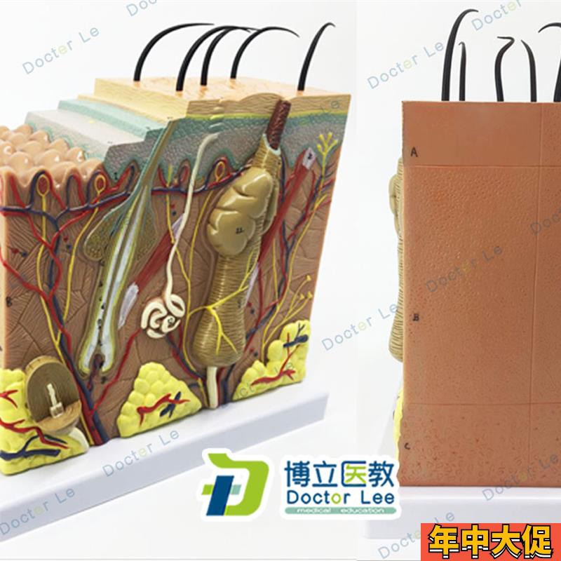 人体皮肤下组织结构放大50倍模型医学整形美容Y院皮肤模型