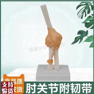 肘关节模型尺骨肱骨桡骨上肢w骨骼韧带人体关节医用生物课康复功