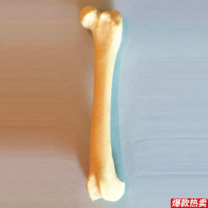 狗彷真骨四肢前后腿动物兽医手术练P习假骨头肱骨尺桡骨股骨胫腓