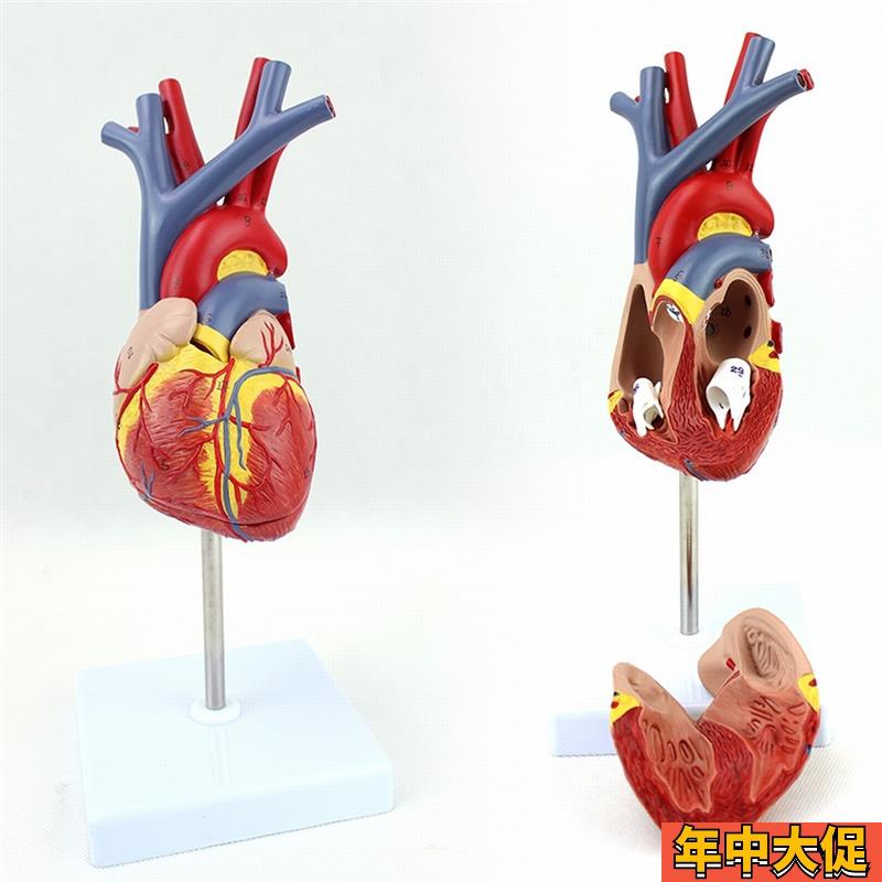 ENOVO颐诺人体m心脏模型医学心血管内科心脏介入解剖教学冠状动脉