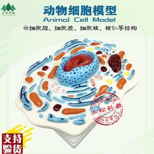 动物细胞a模型示核膜核仁及染色体细胞亚显微结构模型生物教学