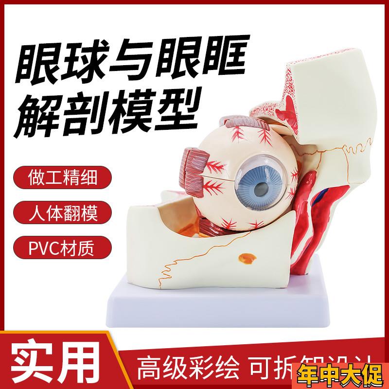 人体眼球与眼眶放大解剖模型 眼球的视神K经和肌肉扩大3倍角膜虹
