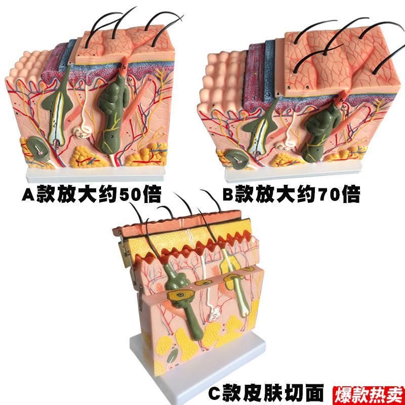 放大皮肤结构解剖模型组织层次皮肤构造模型具微整形缝Y合美容教