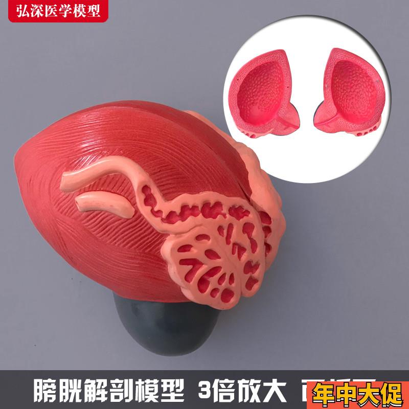 膀胱模型人体男性前列腺3倍放大C泌尿生殖系统结构造教学医学模具