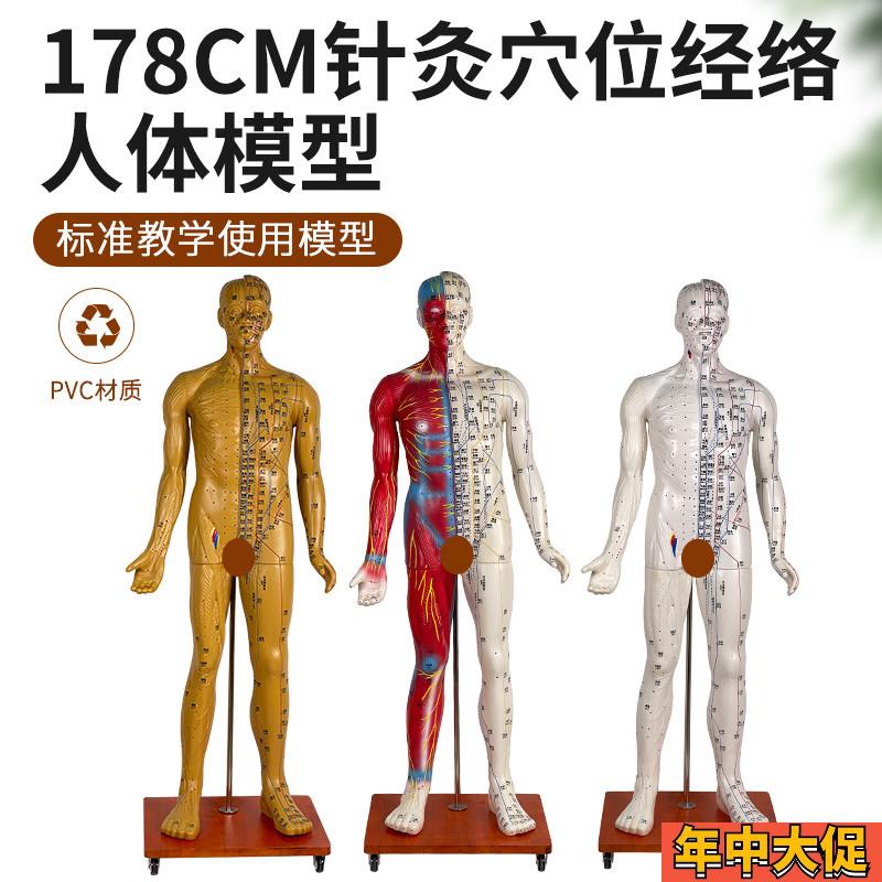 178CM人体针灸m穴位男性模型 中医经络穴位模型针灸推拿十二经络