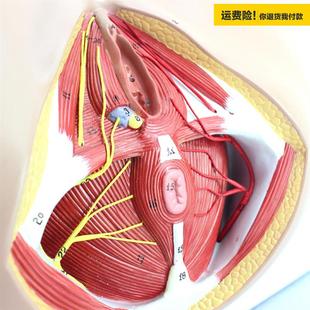 .ENOVO颐诺女性会阴模型骨盆血管神经盆底肌解剖教具妇科泌尿肛