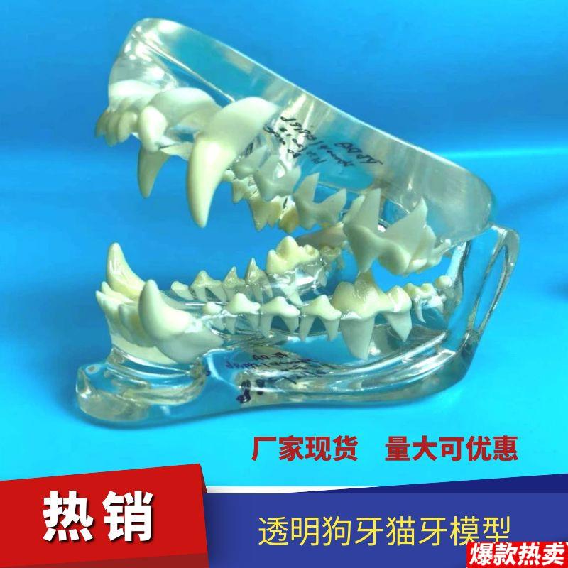 猫牙狗牙兔牙透明树脂彷真模型适合兽医或者学生练e习教材工厂直