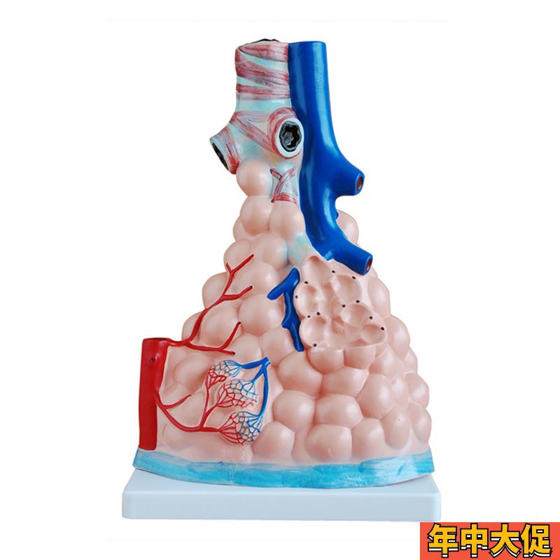 人体肺泡放大模型肺部解剖模型肺泡展示教T学模型医学模型
